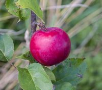 Barchatnoje æble